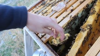 Bee Update Octobernovember 2016 Winter Is Coming
