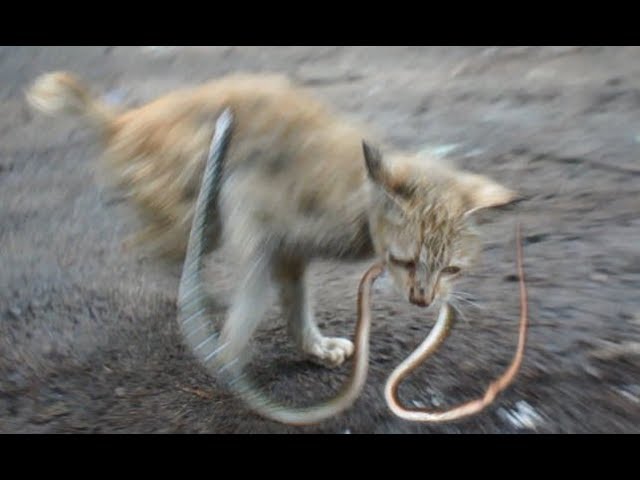 蛇に噛まれながら果敢に立ち向かう橙猫 ドキュメントノネコ 蛇を食べる Youtube
