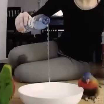 Stan Twitter // Parrot: Performing ritual to Zimzalabim by Red Velvet