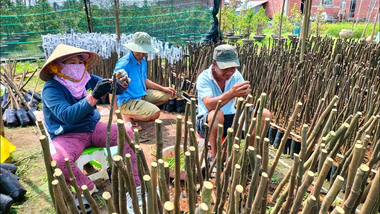 ghép mít Indo ghép mít đơn giản thông dụng áp dụng cho mọi loại mít