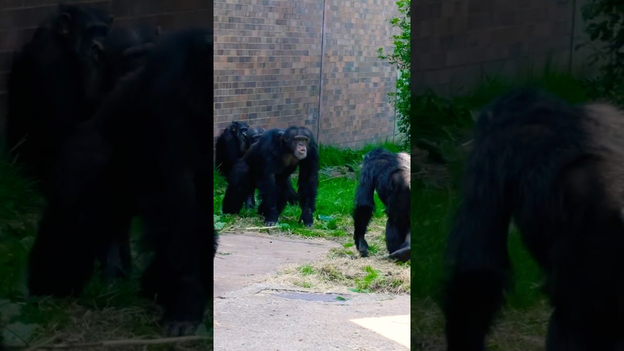 Female Chimp Tries To Hit Alpha Male With a Branch