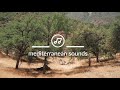 Mediterranean sounds  cicadas sing on the greek island of evia  nature recordings  soundscape