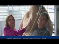 Exhibición de camellos en Palo Seco | Viva La tarde | WapaTV