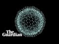 The Ingraham Angle Coronavirus Cold Open - SNL - YouTube