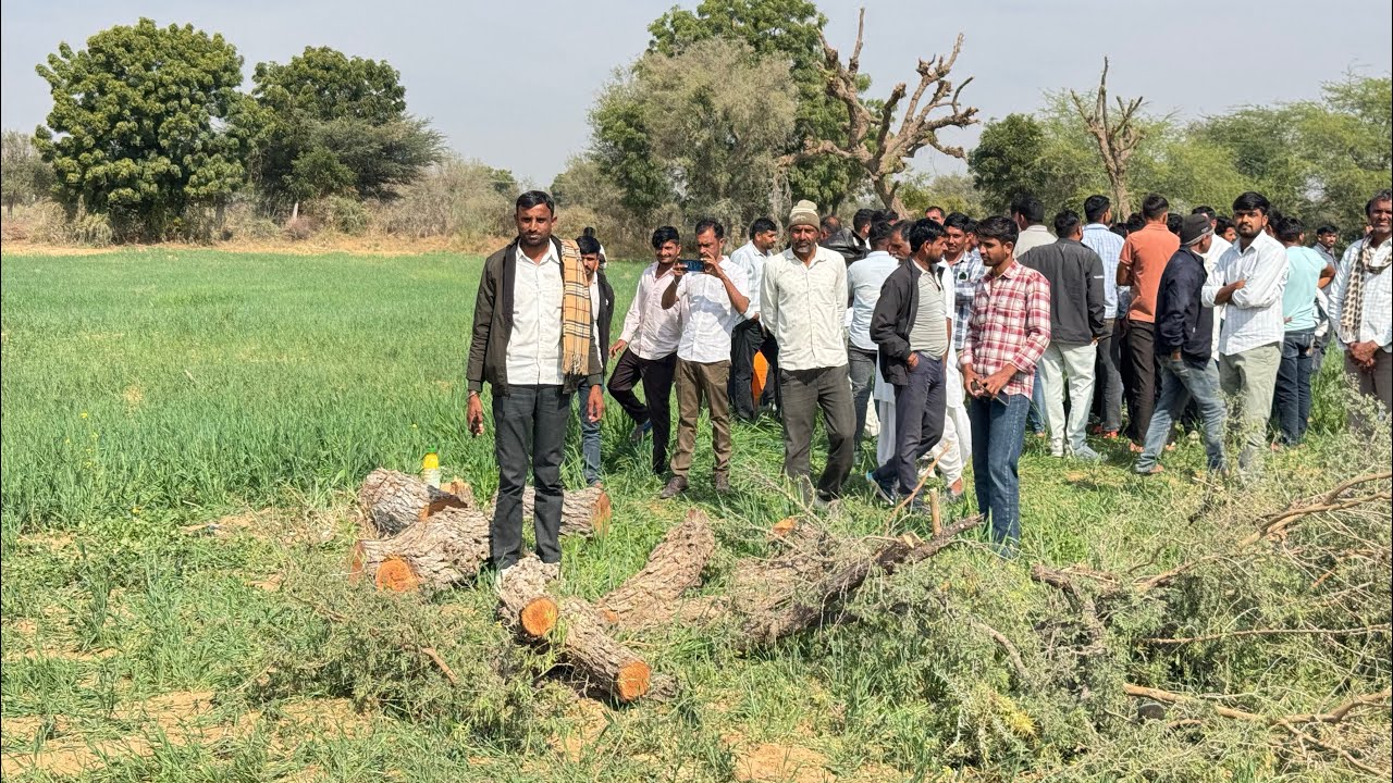 मगरेवाली ढाणी कांटिया खीवसर में आधी रात को खेजड़ी कटाई करते लोगो को पकड़ा खेत में धरना जारी