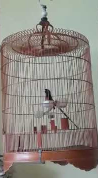 BURUNG MURAI GILA EKOR NYA GES