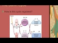 #biology#cellbiology#chloroplast#net life sciences imp concept