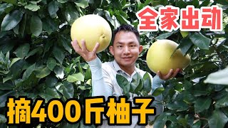 L74集：阿龙全家出动摘柚子，助农认领果树保底400斤，结果只有2个柚子？「ENG SUB」