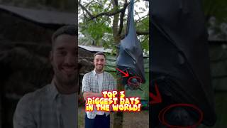 Top 3 Biggest Bats In The World, And The Last One Will Blow Your Mind