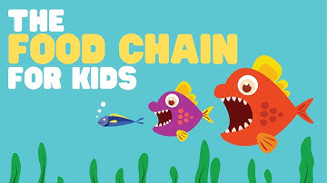 The Food Chain for Kids | What is a food chain? |  Come learn about producers, consumers and more!