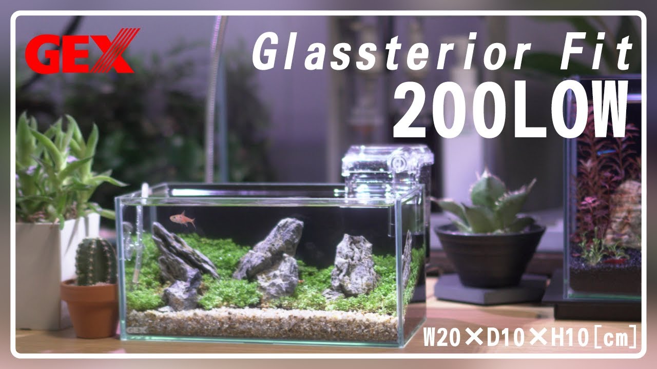 Ultra-small aquarium setup] A 20cm low aquarium, a huge impact in