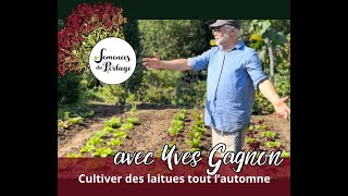 Laitues d'automne. découvrez nos coups de coeur. Yves Gagnon. Semences du Portage.