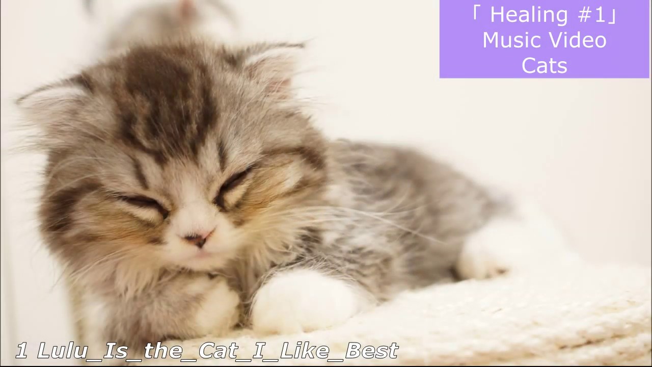 【Healing 1 】 Lulu Is the Cat I Like Best 【癒し ネコちゃん】 YouTube