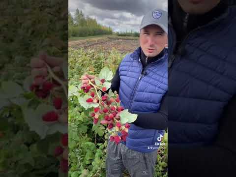 Гигантская малина плодоносит