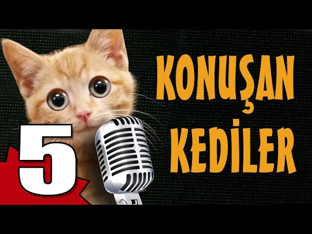 Konusan Kediler 5 En Komik Kedi Videolari Youtube