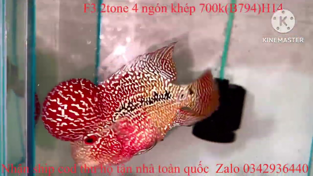21/01/2026 báo giá những bé cá hiện tại của shop Zalo 0342936440 la hán Tân Phạm 