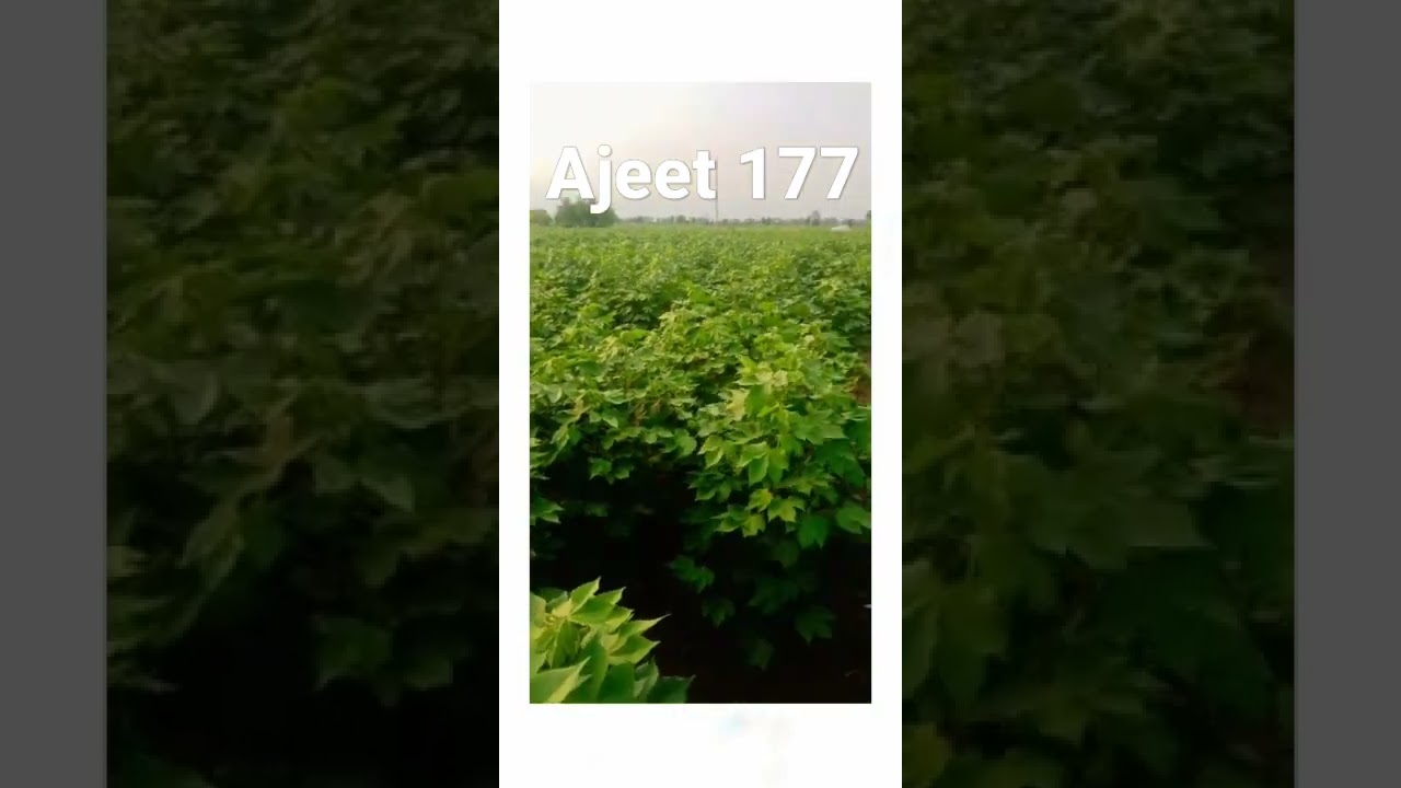 Ajeet 177 bt cottan narma