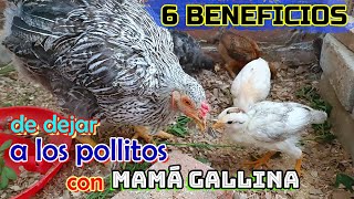 ▶ 6 Razones para dejar a LOS POLLITOS 🐥🐤 con su MAMÁ 🐔👍💪