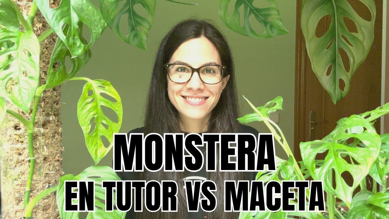 🔹Así crece mi Monstera Adansonii en tutor de musgo vs maceta🔹