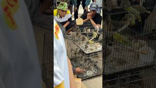 Ngecek Harga Piyik Ciblek Di Pasar Burung Jogja 80 Ribu Gaiss Sirtu 70 Ribuan kicaumania ciblek