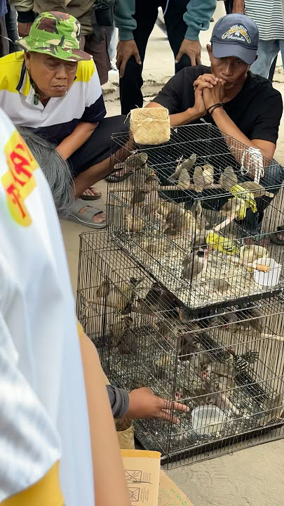Ngecek harga piyik ciblek di pasar burung jogja: 80 ribu gaiss. Sirtu 70 ribuan #kicaumania #ciblek