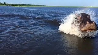 Разозленный бегемот напал на моторную лодку - Angry Hippo Разозленный бегемот напал на моторную лодку - Angry Hippo