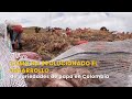 Cómo ha evolucionado el desarrollo de variedades de papa en Colombia- TvAgro por Juan Gonzalo Angel