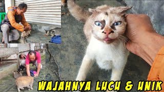 Download Lagu Subhanallah, Kucing Wajah Lucu Dan Bulu Unik Di Buang Karena Scabies!!! MP3 Download Lagu Subhanallah, Kucing Wajah Lucu Dan Bulu Unik Di Buang Karena Scabies!!! MP3