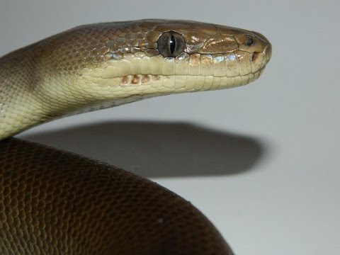 Olive Python - 50% Het Albino - Young Pair