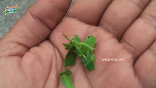 Cloves, Lavang, Krambu, Lavangam, Indian Spices