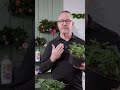 Zimmerrosen Standort: hier fühlen Sie sich wohl | toom Pflanzentipps #shorts