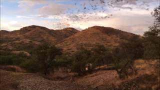 The bats of Ruby, Az.