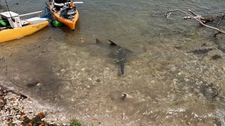 Sawfish, Attack in Sanibel, Florida.