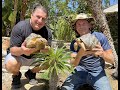 Visitez les impressionnantes tortues rayonnes de madagascar land avec the tortoise guy