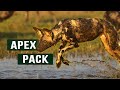 Masters of the savannah africas wild dog hunter packs  apex predator documentary