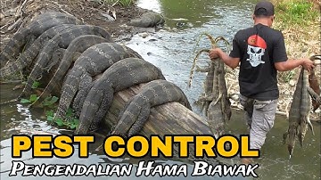 BERBURU BIAWAK DI SUNGAI BELAKANG PERMUKIMAN WARGA || PEST CONTROL || MONITOR LIZARD