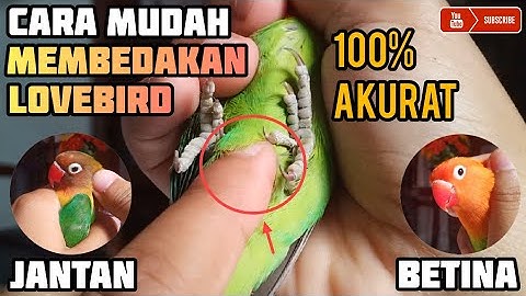 Bagaimana cara membedakan jenis kelamin burung lovebird?