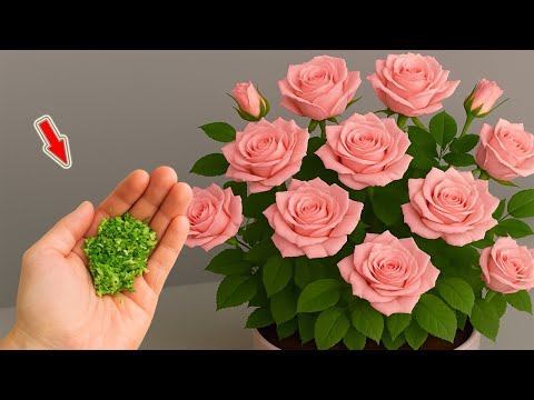 افعل هذا بسرعة غصن الوردة تجذر فجأة ونبت بين عشية وضحاها