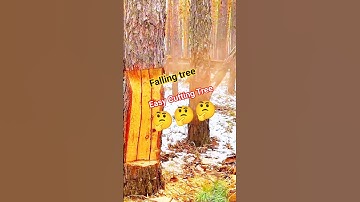 Very Easy Cutting Tree Skill chainsaw! #wood #treecutting #fall #treefelling #tree #shortsfeed