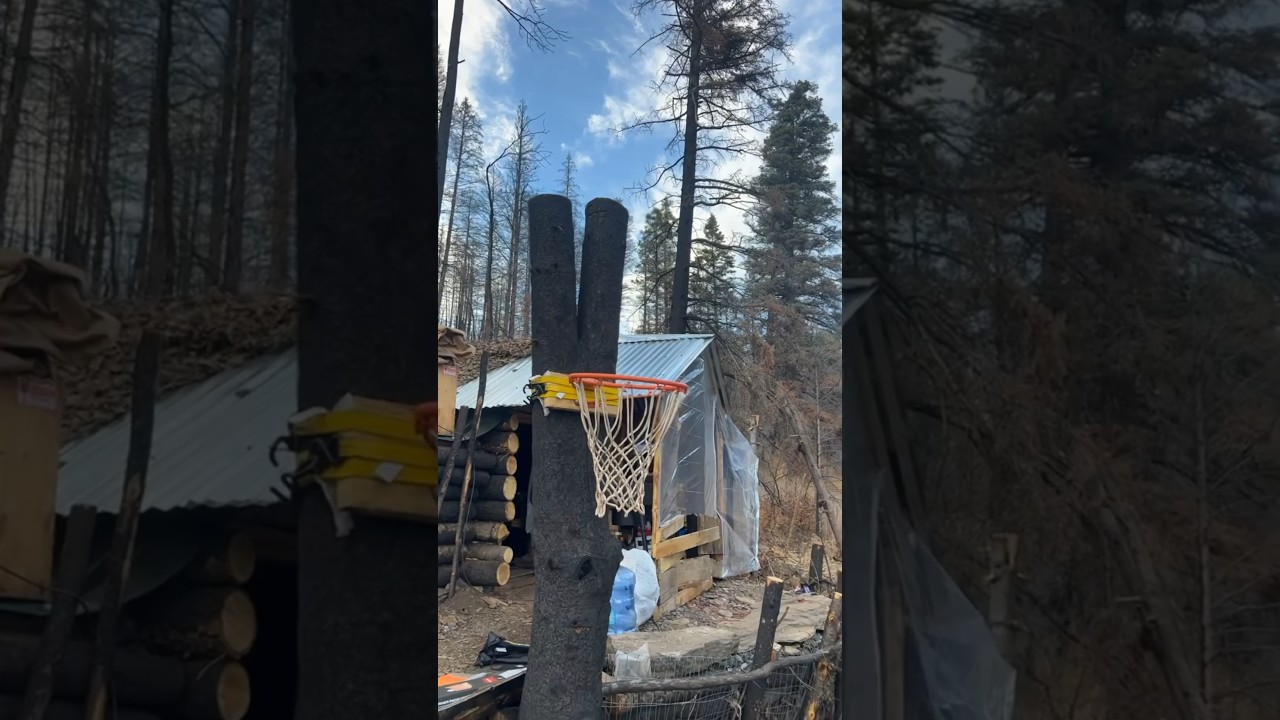 building cabin living in the woods 