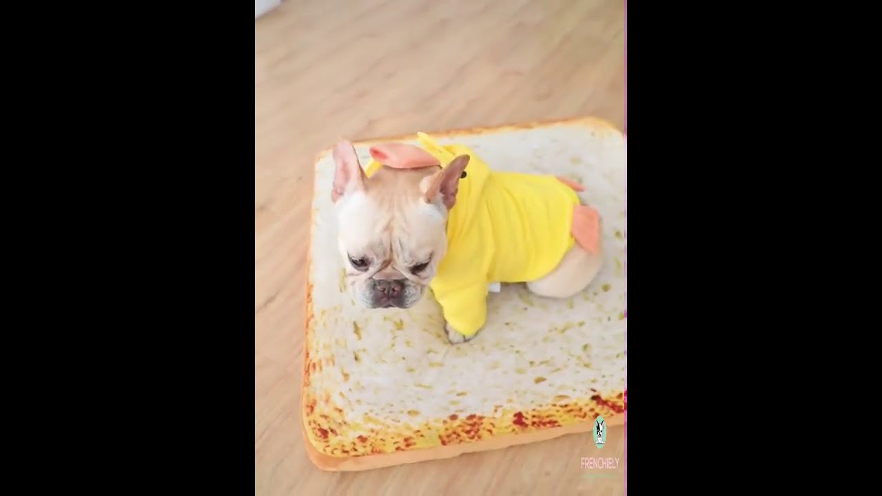 dog yellow duck hoodie costume for medium dogs