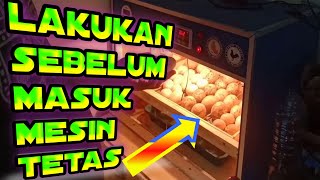 PANDUAN DASAR BELAJAR MENETASKAN TELUR DI MESIN TETAS UNTUK PEMULA. 