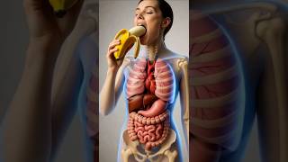 What REALLY Happens When You Eat a Banana | 3D Digestive System Animation