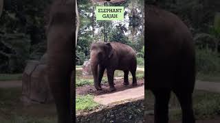 Suara Gajah  animal hewanbesar animals suarabinatang gajah elephant
