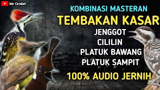 KOMBINASI MASTERAN TEMBAKAN KASAR || JENGGOT, CILILIN, PLATUK BAWANG, DAN PLATUK SAMPIT !!