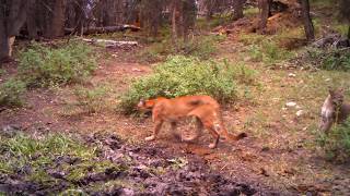 Cougar calling with cubs