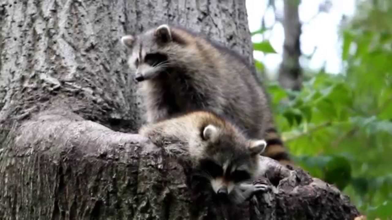 Central Park Raccoons YouTube