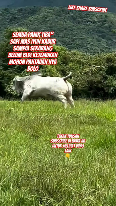 sapi mas iyun kabur😱#trending#youtubeshorts#funny#shortvideo#viralvideo#ytshorts#video#video#fyp#fy