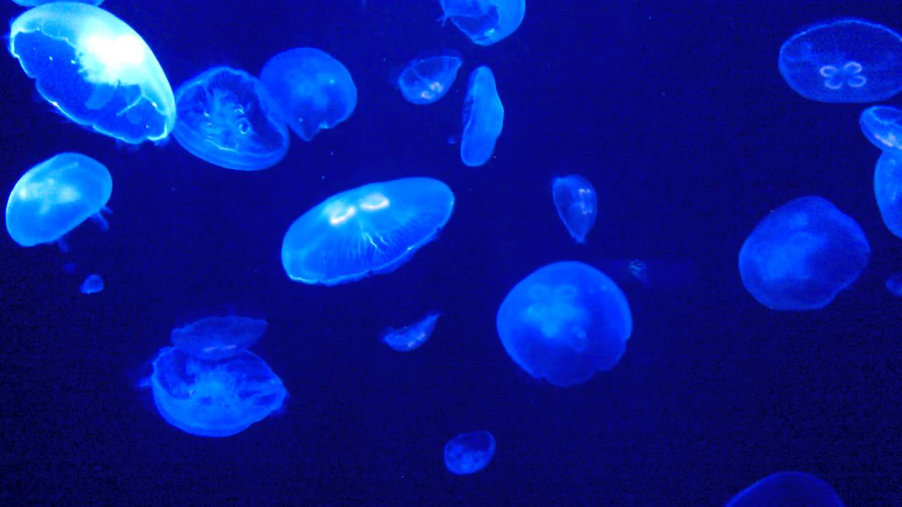 Jelly Fish Lost Chamber Aquarium Dubai Aquarium Atlantis, Palm