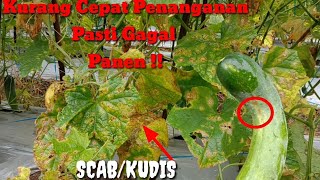 How to Treat Scab Fungus on New Metavi F1 Cucumber Plants